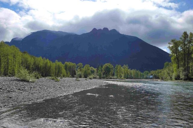 Latitude shapes lignin properties in poplar trees, guiding future biofuel and biomaterial innovation featured image