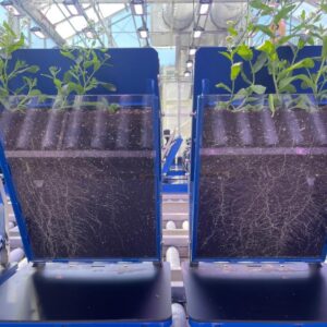 First-of-its-kind automated root imaging platform speeds plant discoveries featured image