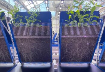 First-of-its-kind automated root imaging platform speeds plant discoveries featured image