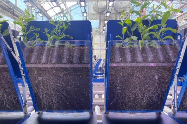 First-of-its-kind automated root imaging platform speeds plant discoveries featured image