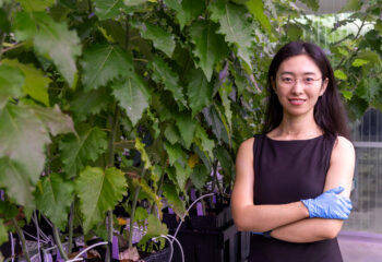 Mengjun Shu, an R&D Associate Staff Member in ORNL's Biosciences Division, stands among greenhouse-grown poplar trees at the Advanced Plant Phenotyping Laboratory while examining plant growth and development.