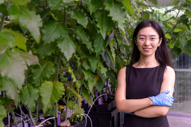 Mengjun Shu, an R&D Associate Staff Member in ORNL's Biosciences Division, stands among greenhouse-grown poplar trees at the Advanced Plant Phenotyping Laboratory while examining plant growth and development.