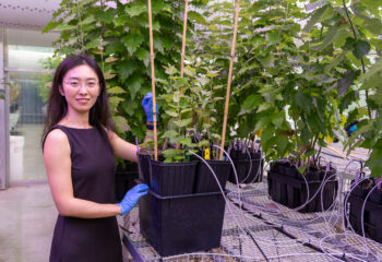 Mengjun Shu, an R&D Associate Staff Member in ORNL's Biosciences Division, stands among greenhouse-grown poplar trees at the Advanced Plant Phenotyping Laboratory while examining plant growth and development.
