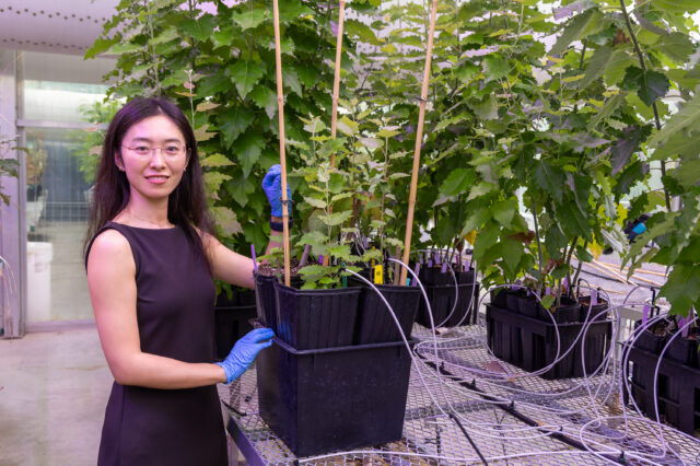 Mengjun Shu, an R&D Associate Staff Member in ORNL's Biosciences Division, stands among greenhouse-grown poplar trees at the Advanced Plant Phenotyping Laboratory while examining plant growth and development.