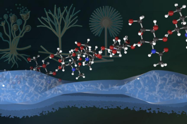 Fungi enhance hydrogels for stronger, safer materials featured image