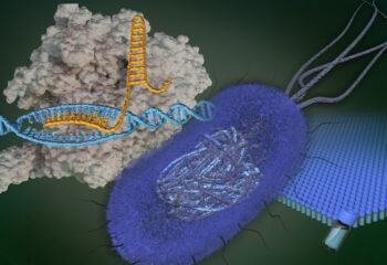 Sharpening an essential tool for biotechnology featured image