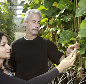 DOE funds Center for Bioenergy Innovation at ORNL featured image