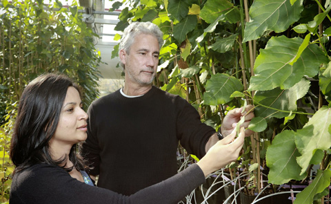 DOE funds Center for Bioenergy Innovation at ORNL featured image