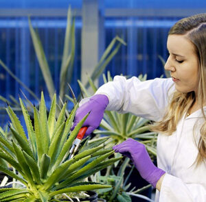 ORNL turning plants into plastic as part of new research project featured image