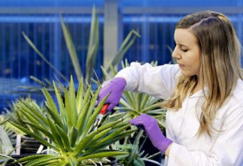 ORNL turning plants into plastic as part of new research project featured image