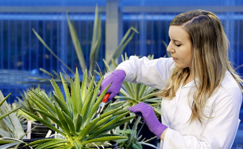 ORNL turning plants into plastic as part of new research project featured image