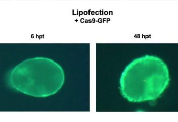 A new non-GMO method to edit plants with CRISPR featured image