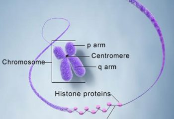 Chromosome Connectors Take Center Stage for ORNL Scientists Studying Poplar featured image