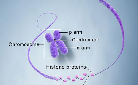 Chromosome Connectors Take Center Stage for ORNL Scientists Studying Poplar