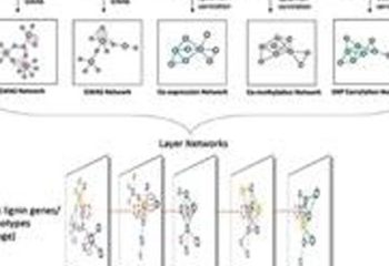 Complex networks identify genes for biofuel crops featured image