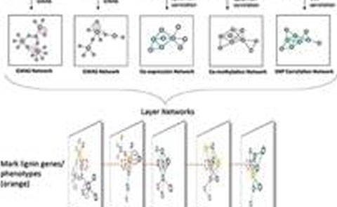 Complex networks identify genes for biofuel crops featured image