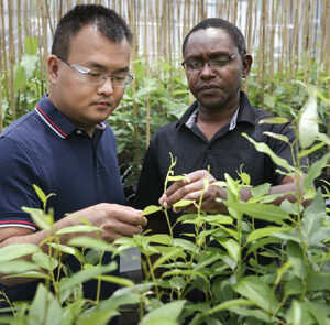 Critical plant gene takes unexpected detour that could boost biofuel yields featured image