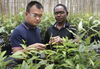 Critical plant gene takes unexpected detour that could boost biofuel yields featured image