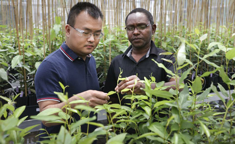 Critical plant gene takes unexpected detour that could boost biofuel yields featured image