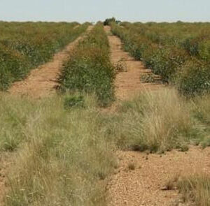 Eucalyptus Genes for Biofuel Production featured image