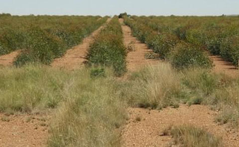 Eucalyptus Genes for Biofuel Production