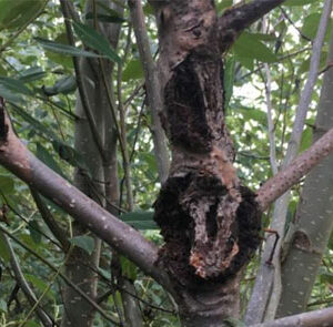 Genetic behavior reveals cause of death in poplars essential to ecosystems, industry featured image