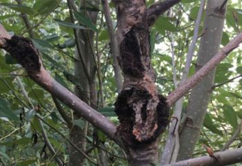 Genetic behavior reveals cause of death in poplars essential to ecosystems, industry featured image