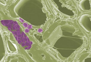 Seeing starch: Novel technique enables gentle observation of biofuel materials featured image