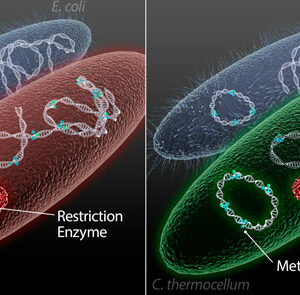 ORNL develops method to customize microbes for better biofuel production featured image