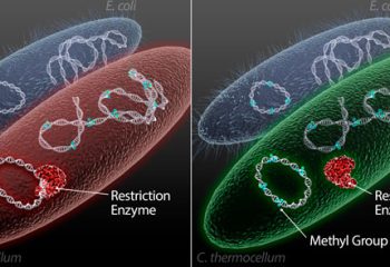 ORNL develops method to customize microbes for better biofuel production featured image