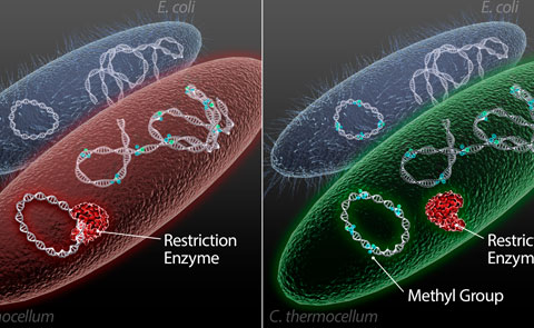 ORNL develops method to customize microbes for better biofuel production