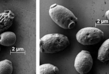 Stronger membranes help yeast tolerate bioenergy production chemicals featured image