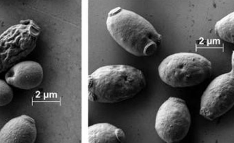 Stronger membranes help yeast tolerate bioenergy production chemicals