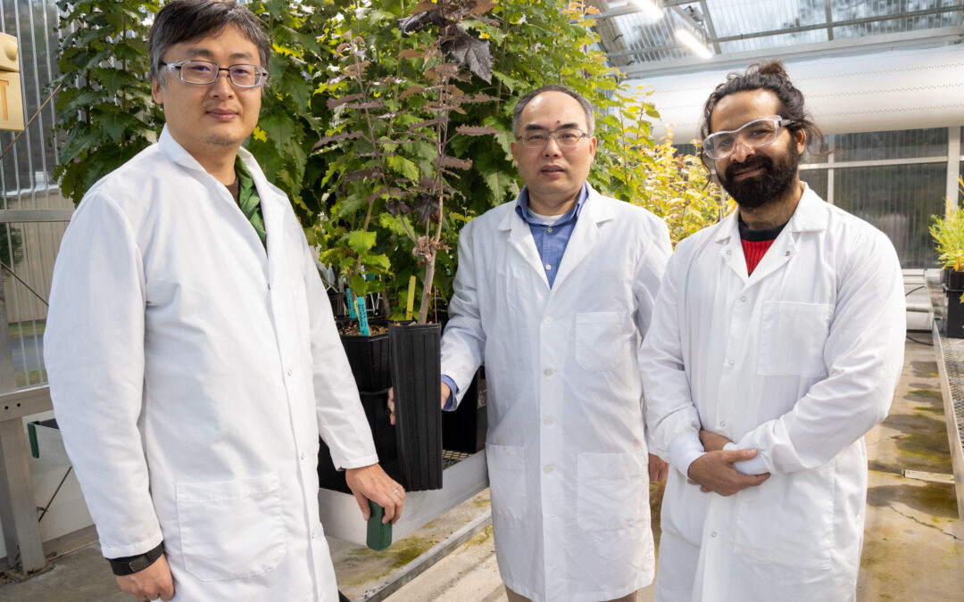 New approach ‘stacks’ genes for faster plant transformation