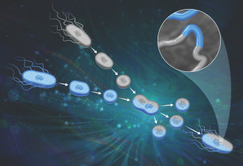 Retro technique advances modern bacterial engineering for bioenergy featured image