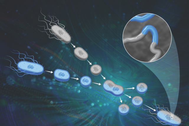 Retro technique advances modern bacterial engineering for bioenergy featured image