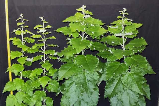 Agave gene delays poplar dormancy featured image