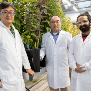 SEED plants under UV light in greenhouse, Building 1506, March 10, 2023