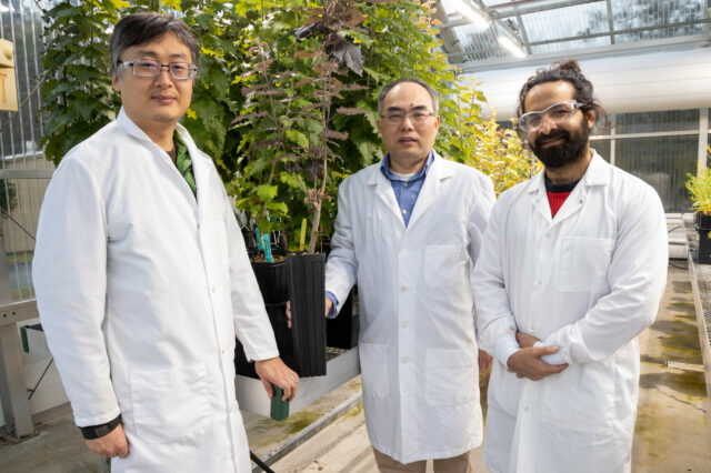 SEED plants under UV light in greenhouse, Building 1506, March 10, 2023