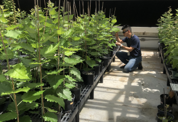 How trees respond to stress: Experiments find link between sugar and water transport in poplar featured image