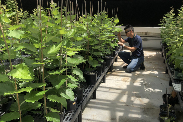 How trees respond to stress: Experiments find link between sugar and water transport in poplar featured image