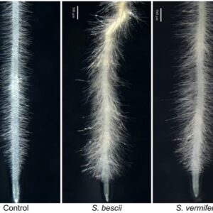 Scientists study fungal infection that could improve biofuel production featured image