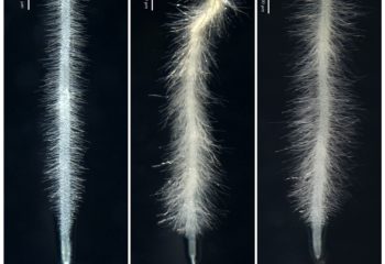 Scientists study fungal infection that could improve biofuel production featured image