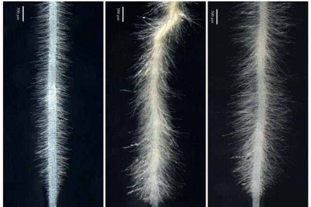 Scientists study fungal infection that could improve biofuel production featured image