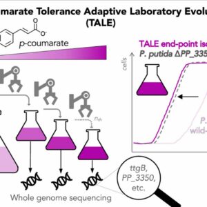 Adaptive laboratory evolution experiments chart