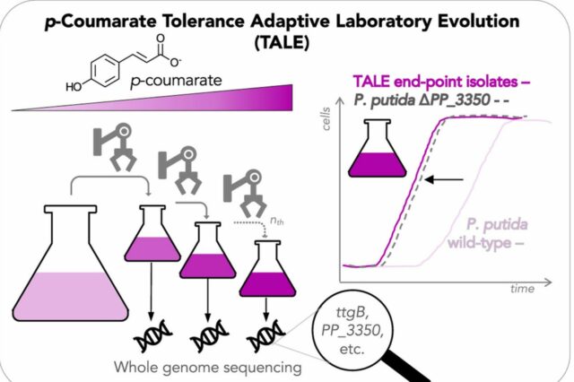 Adaptive laboratory evolution experiments chart