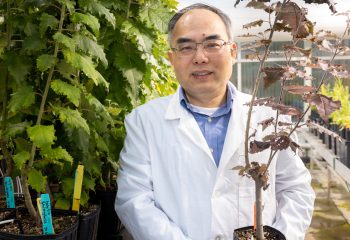 Xiaohan Yang poses with plant in the Advanced Plant Phenotyping Laboratory at Oak Ridge National Laboratory.