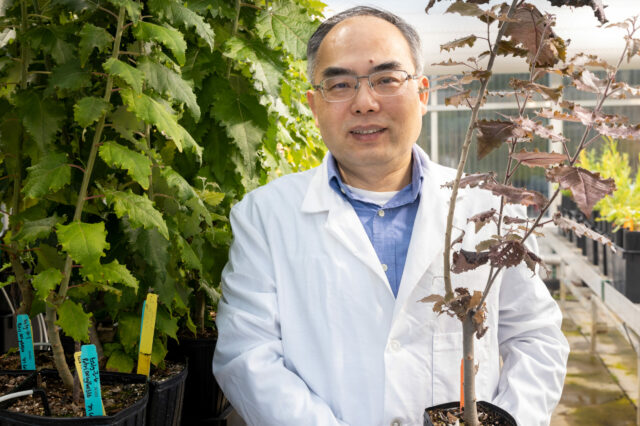 Xiaohan Yang poses with plant in the Advanced Plant Phenotyping Laboratory at Oak Ridge National Laboratory.