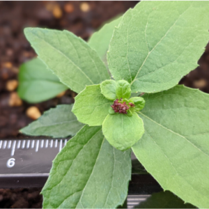 Scientists develop method for trees to flower in months featured image