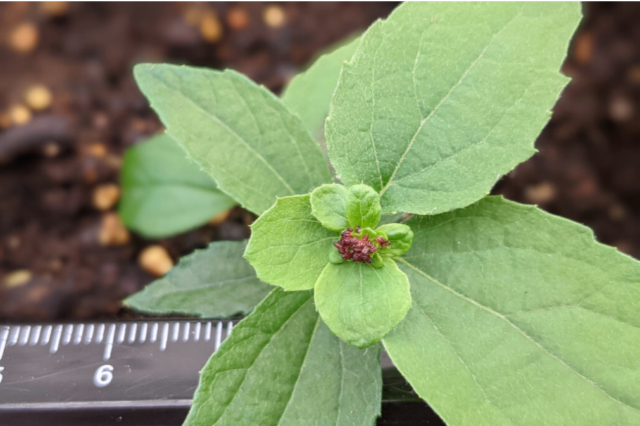 Scientists develop method for trees to flower in months featured image